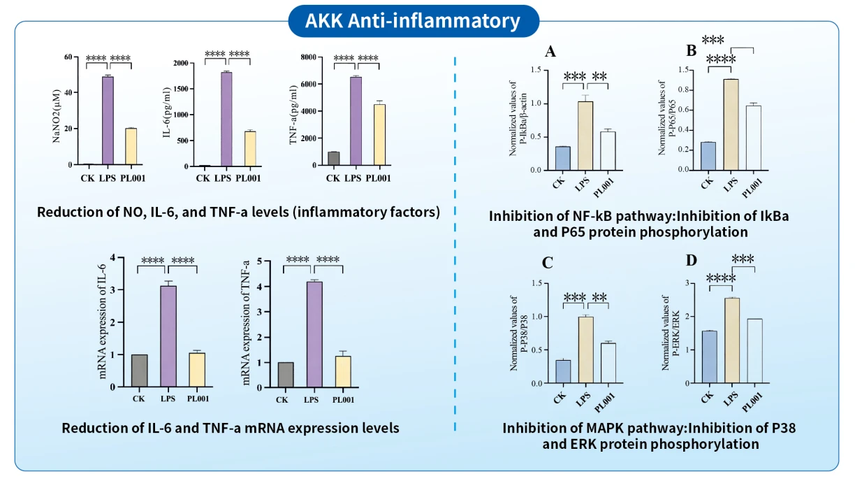 AKK PL001 Anti-Inflammation AKK PL001 Anti-Inflammation